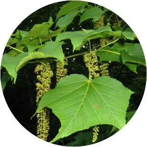 Acer nipponicum - 