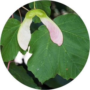 Acer opalus subsp. granatense