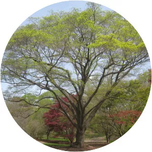 Acer pictum subsp. mono - 