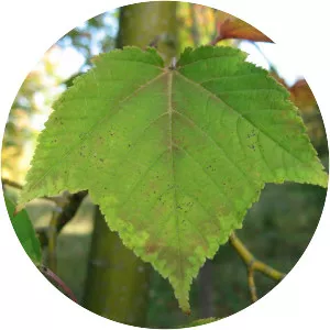 Acer rufinerve