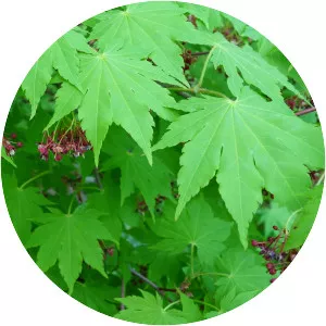 Acer sieboldianum
