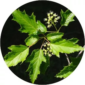 Acer tataricum