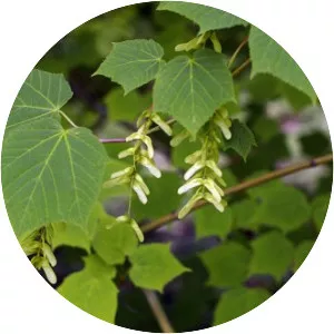 Acer tegmentosum