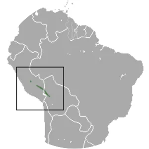 Aceramarca gracile opossum