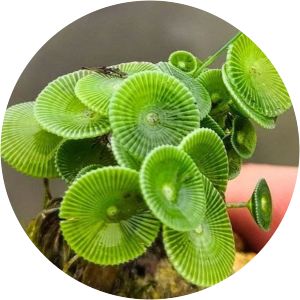 Acetabularia - Algae