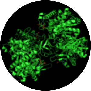 Acetyl-CoA C-acetyltransferase