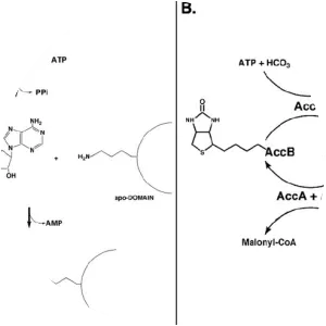Acetyl-CoA carboxylase - 