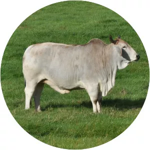 Achham cattle - Zebu cattle breed