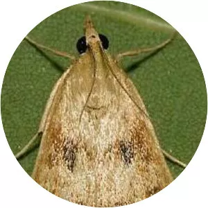 Achyra bifidalis