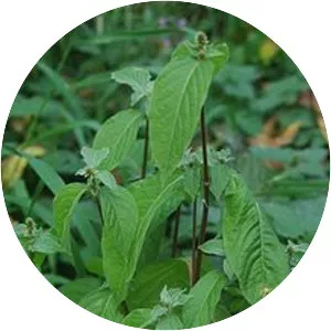 Achyranthes bidentata - Plants