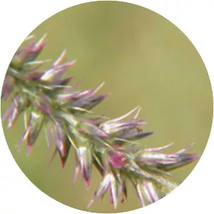 Achyranthes - Plants