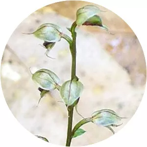 Acianthus fornicatus - 