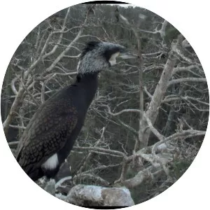 Acid Forest - 2018 ‧ Documentary ‧ 1h 3m