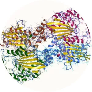 Acid phosphatase - 
