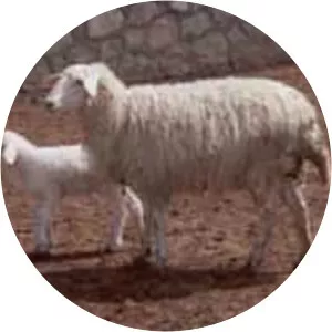 Acıpayam sheep