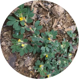 Acmispon brachycarpus - Plants