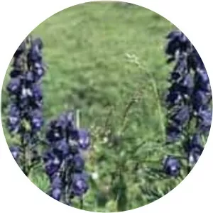 Aconitum heterophyllum - 