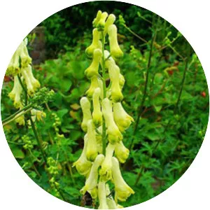 Aconitum lycoctonum - Plants