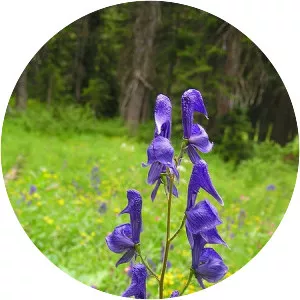 Aconitum uncinatum