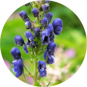 Aconitum violaceum - 