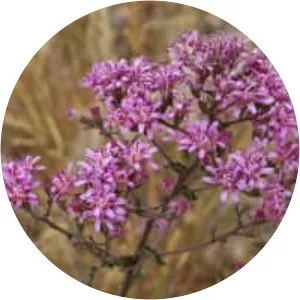 Acourtia microcephala