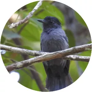 Acre antshrike