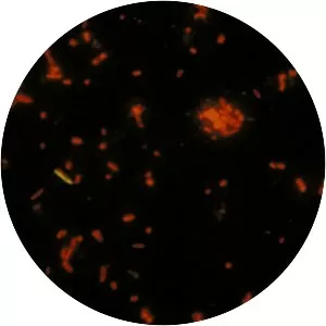 Acridine orange - Chemical compound