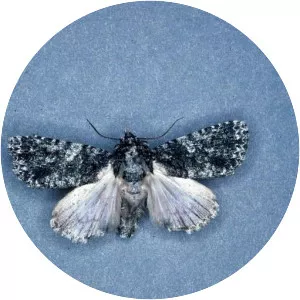 Acronicta afflicta