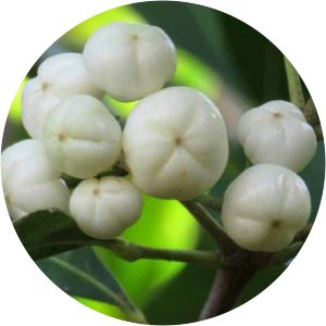 Acronychia oblongifolia - 