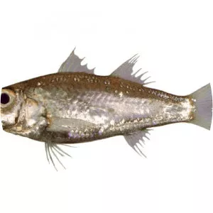 Acropoma - Fish