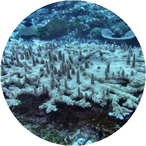 Acropora abrotanoides