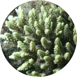 Acropora aculeus - 
