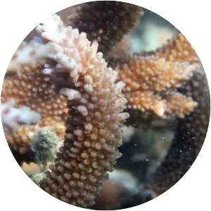 Acropora acuminata