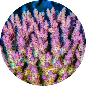 Acropora anthocercis