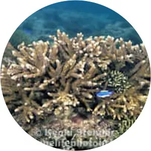 Acropora austera - 