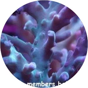 Acropora caroliniana