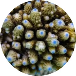 Acropora digitifera