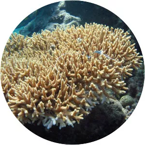 Acropora donei - 
