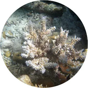 Acropora echinata