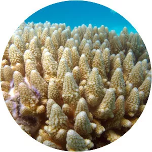 Acropora gemmifera - 