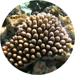 Acropora globiceps - 