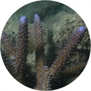Acropora grandis