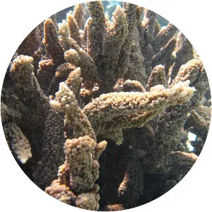 Acropora hemprichii