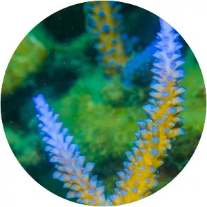 Acropora hoeksemai - 