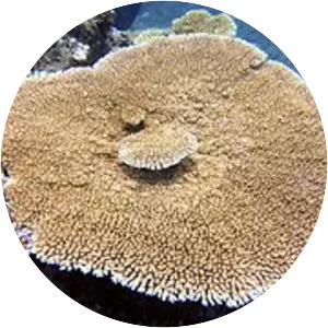 Acropora hyacinthus - 