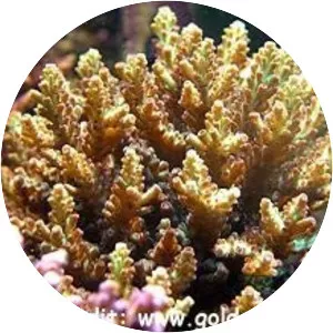 Acropora kimbeensis - 