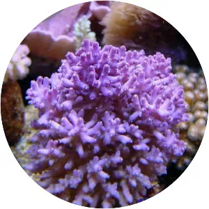 Acropora lokani