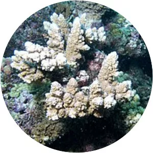 Acropora lutkeni