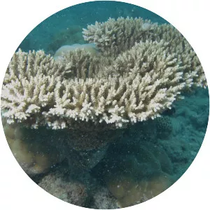 Acropora microclados - 