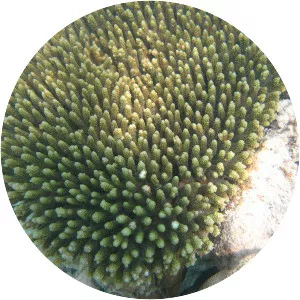 Acropora millepora